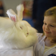 Illustration for article titled Stores Suspend Angora Fur Sourcing Amid Reports of Rabbit Abuse